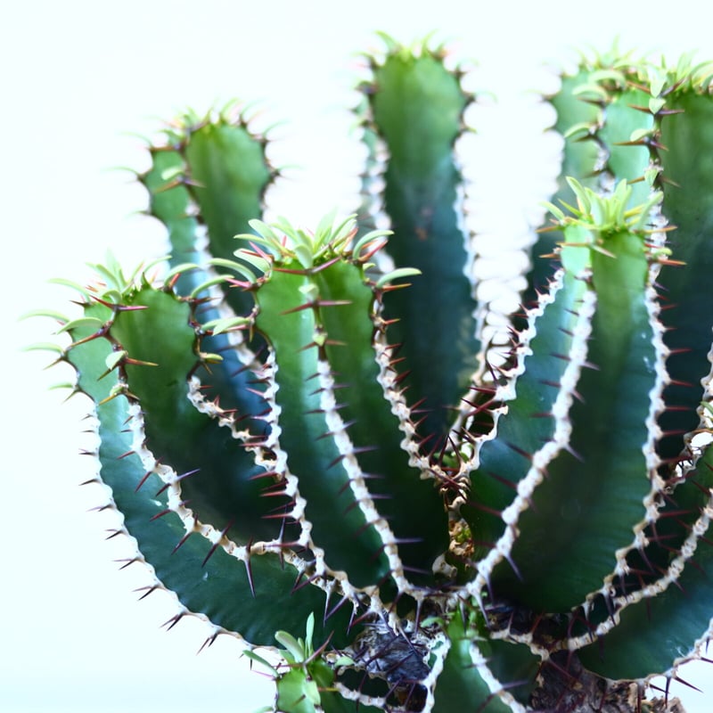 \"euphorbia mlanjeana\" ユーフォルビア ムランジーナ ユーフォルビアムランジーナ | STORES