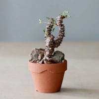 たけろうぽっと　チギリ　コガネ L たけろうポット/ チギリ / コガネ / LL no.216-70 | 芽の巣山