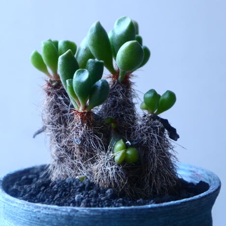 アドロミクス  ポエルニツィアヌス   神想曲  Adromischus poellnitzianus  no.20204