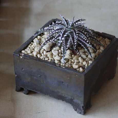 Dyckia 'Freddy's Wing' Otto Bromeliad hyb. × たけろうポット no.1020-40