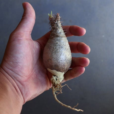 パキポディウム グラキリス 抜苗  Pachypodium rosulatum var. gracilius no.100617