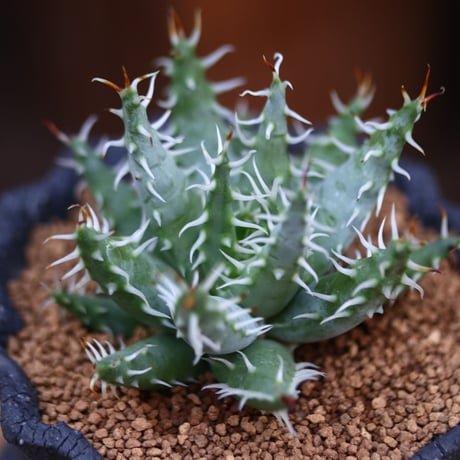 アロエ エリナケア / Aloe melanacantha ssp. var. erinacea  no.31904