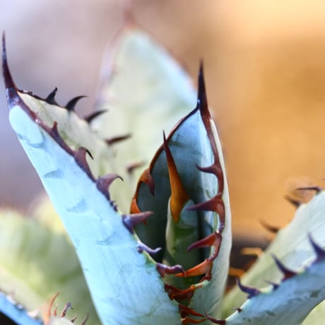 Agave titanota 　no.32449