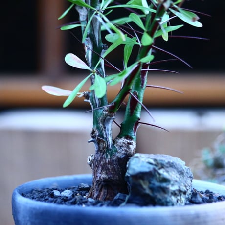 フォークイエリア hyb.／Fouquieria hyb. （purpusii × fasciculata ） no.111441