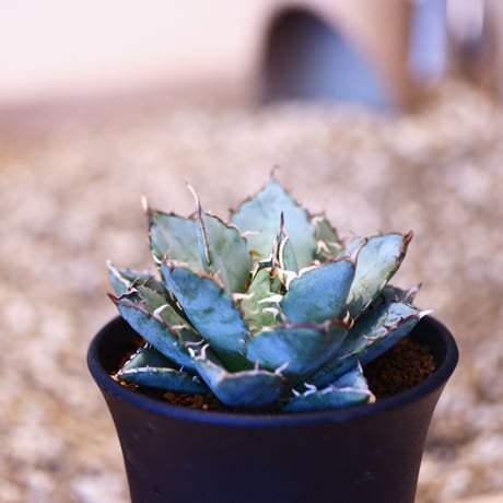 アガベ チタノタ フィリグリー / Agave titanota "Filigree crested   no. 51433