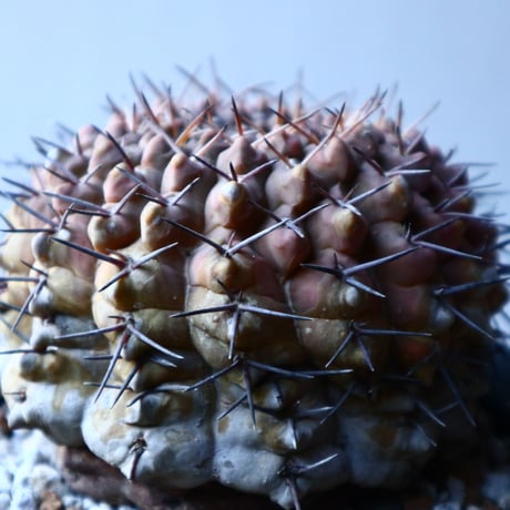 ギムノカリキウム  守殿玉 Gymnocalycium stellatum  no.121516