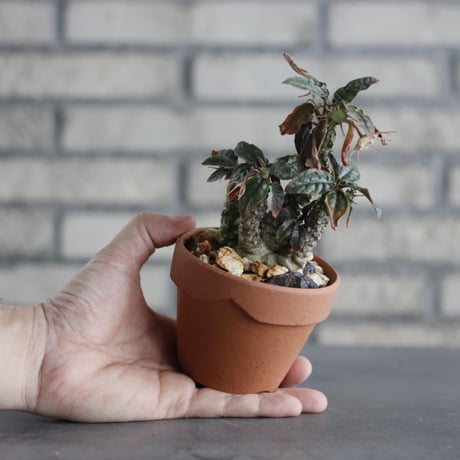 Dorstenia foetida × YAMABACHI (3号)  no.607/29