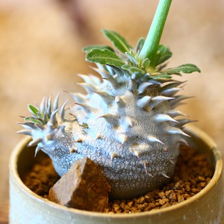 パキポディウム  恵比寿大黒 / Pachypodium  Densicaule    no.50745