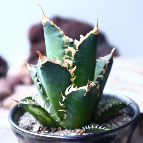 アガベ　チタノタ レッドキャットウィーズル 　Agave titanota"Red Catweezle”　no.72103