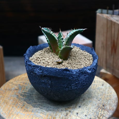 アガベ　レッドキャットウィールズ　子株付き Agave titanota 'Red Catweezle' を子株から育ててみる – ゆるぷ
