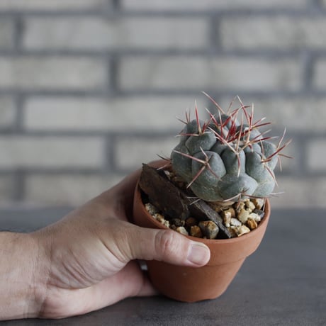 Thelocactus hexaedrophorus v. fossulatus (緋冠竜) × YAMABACHI (3号)  no.614/10