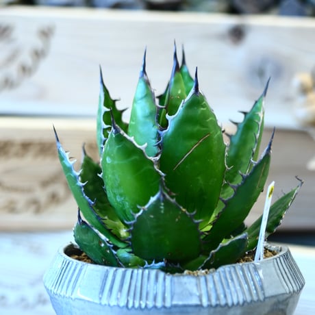 Agave horrida × N/OH   no.107118