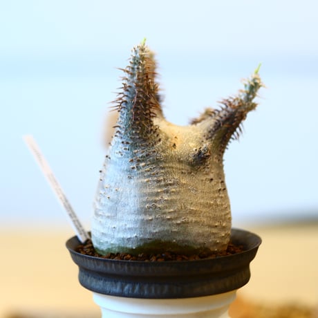Pachypodium gracilius × たけろうポット   no.20404