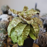 たけろうポット/ 角鉢 / ムシクイ / テツサビ / M no.1006-39 | 芽の巣山