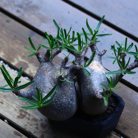 パキポディウム グラキリス  Wヘッド  Pachypodium rosulatum var. gracilius no.71905