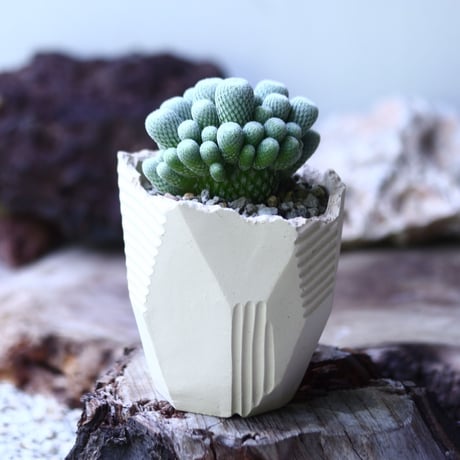 Epithelantha micromeris var. ungnispina(かぐや姫)  no.013