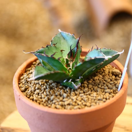 Agave titanota Hades × YAMABACHI    no.123164