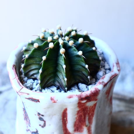 ギムノカリキウム   フィードリッフィーLB2178  Gymnocalycium friedrichii    no.11228