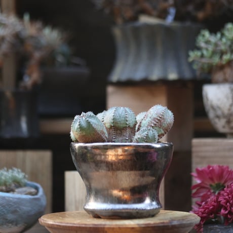 ユーフォルビア  オベサ hyb. ／Euphorbia obesa  hyb.    no.110605