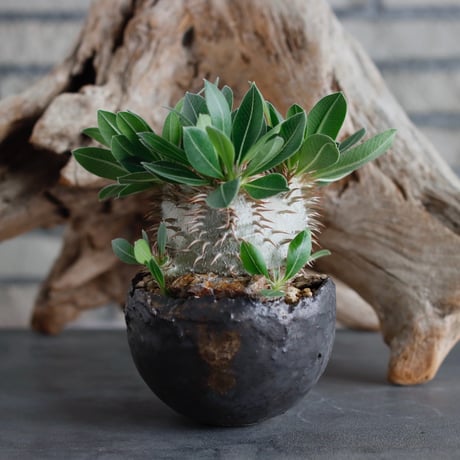 Pachypodium hyb.【makayense × leucoxanthum】(dobuzuke) × takero pot (4号)  no.622-25