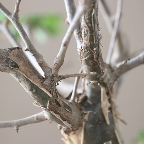 Bursera fagaroides × N/OH  no.51236
