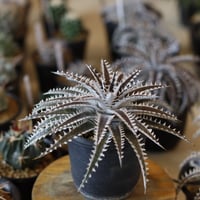 たけろうポット/ 角鉢 / ムシクイ / テツサビ / M no.1006-36 | 芽の巣山