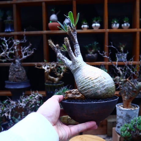 パキポディウム  グラキリス／Pachypodium  gracilius       no.53002