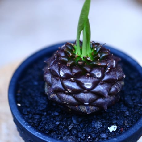 ユーフォルビア  鉄甲丸／Euphorbia bupleurifolia   no.10976