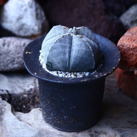 アストロフィツム    ランポー玉    Astrophytum  myriostigma   no.42690