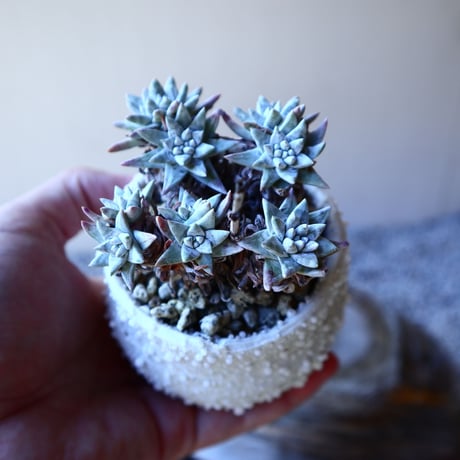 ダドレア グリーニー Dudleya greenei  no.11214