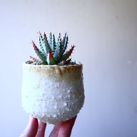 アロエ  エリナケア    Aloe melanacantha v. erinacea   no.11914
