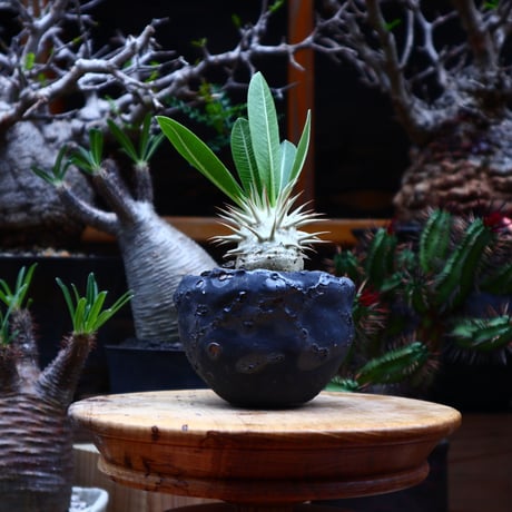 パキポディウム  エブレネウム  実生／Pachypodium eburneum   no.51645