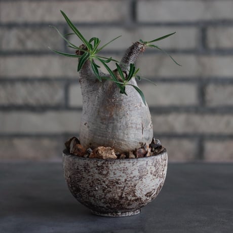 Pachypodium gracilius × takero pot (3.5号)  no.817-4