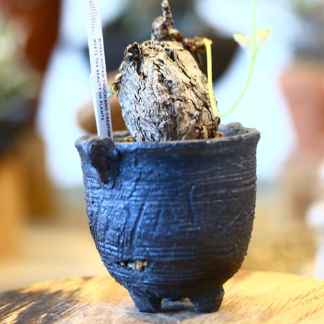 Pelargonium triste × joint pot   no.123118