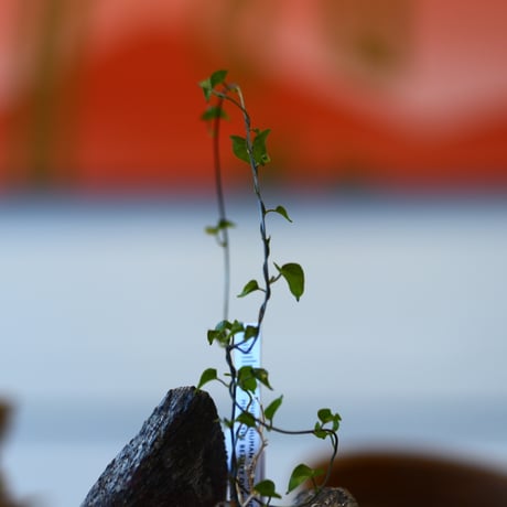Dioscorea elephantipe × たけろうポット    no.111216