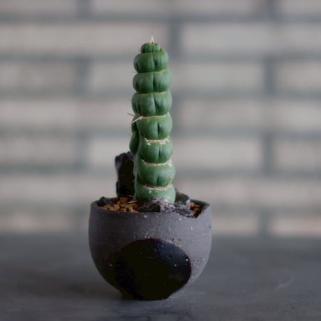 ユーリキニアカスタネアスピラリス | STORES