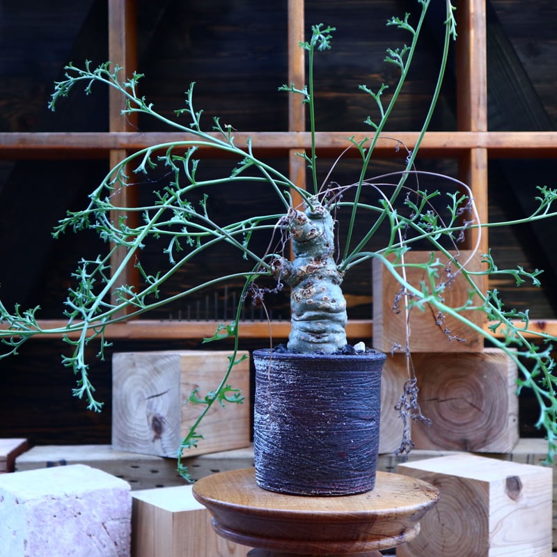 ペラルゴニウム　カルノーサム ペラルゴニウム カルノーサム／Pelargonium carnosum no.80832 |