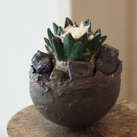 Ariocarpus bravoanus × たけろうポット  no.112-20