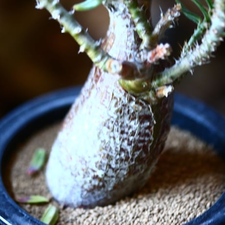 パキポディウム  サキュレンタム    Pachypodium Succulentum  no.111590