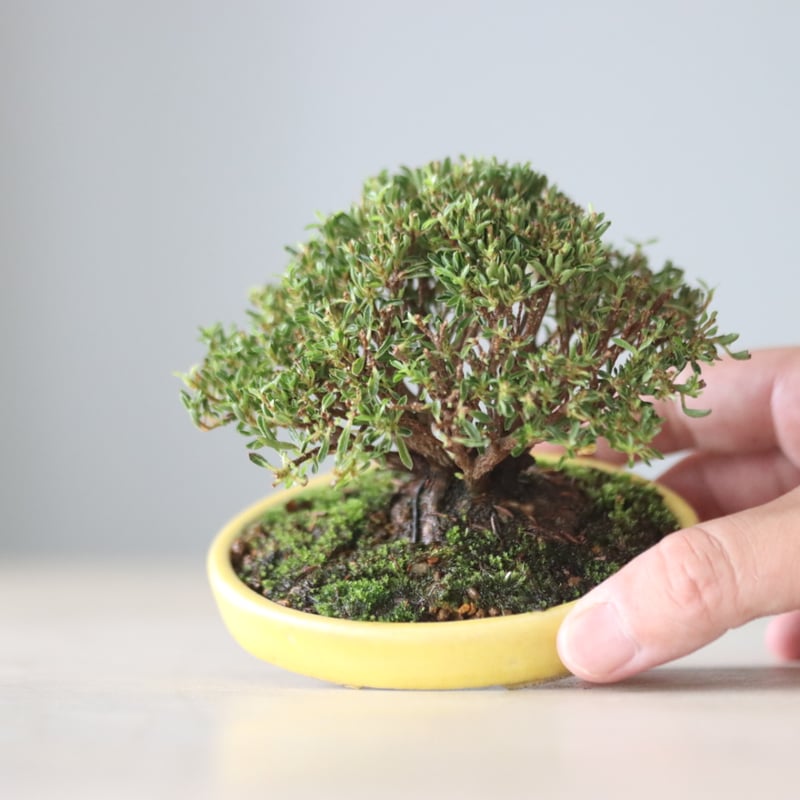 サツキ盆栽☆☆☆☆ サツキ / YOSHIZAWA3-SHOHINBONSAI no.71409 | 芽の巣山