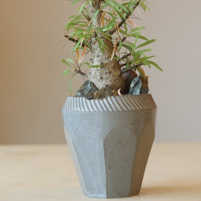 中型 塊根植物 Foquieria pulpusii 中型 塊根植物 Foquieria pulpusii