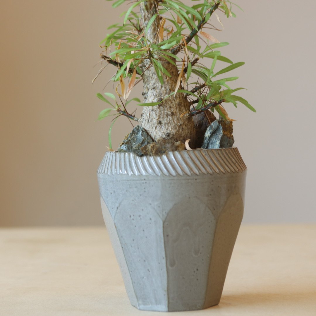 Fouquieria purpusii × N/OH no.228-4 | 芽の巣山