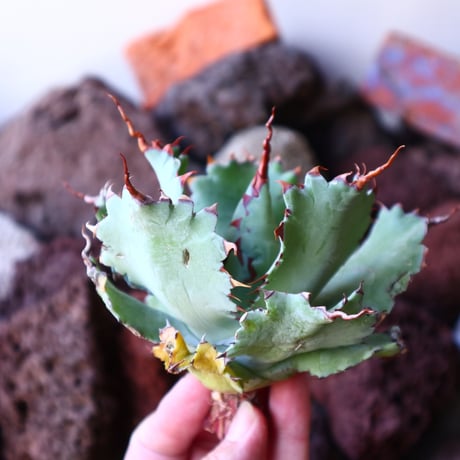 アガベ   ポタトラム 'Spawn'      Agave potatorum 'Spawn'      no.30857