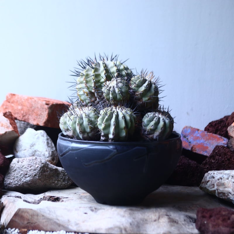 コピアポア 黒王丸 Copiapoa cinerea no.42695 | 芽の巣山 コピアポア 黒王丸 Copiapoa cinerea no.42695 | 芽の巣山