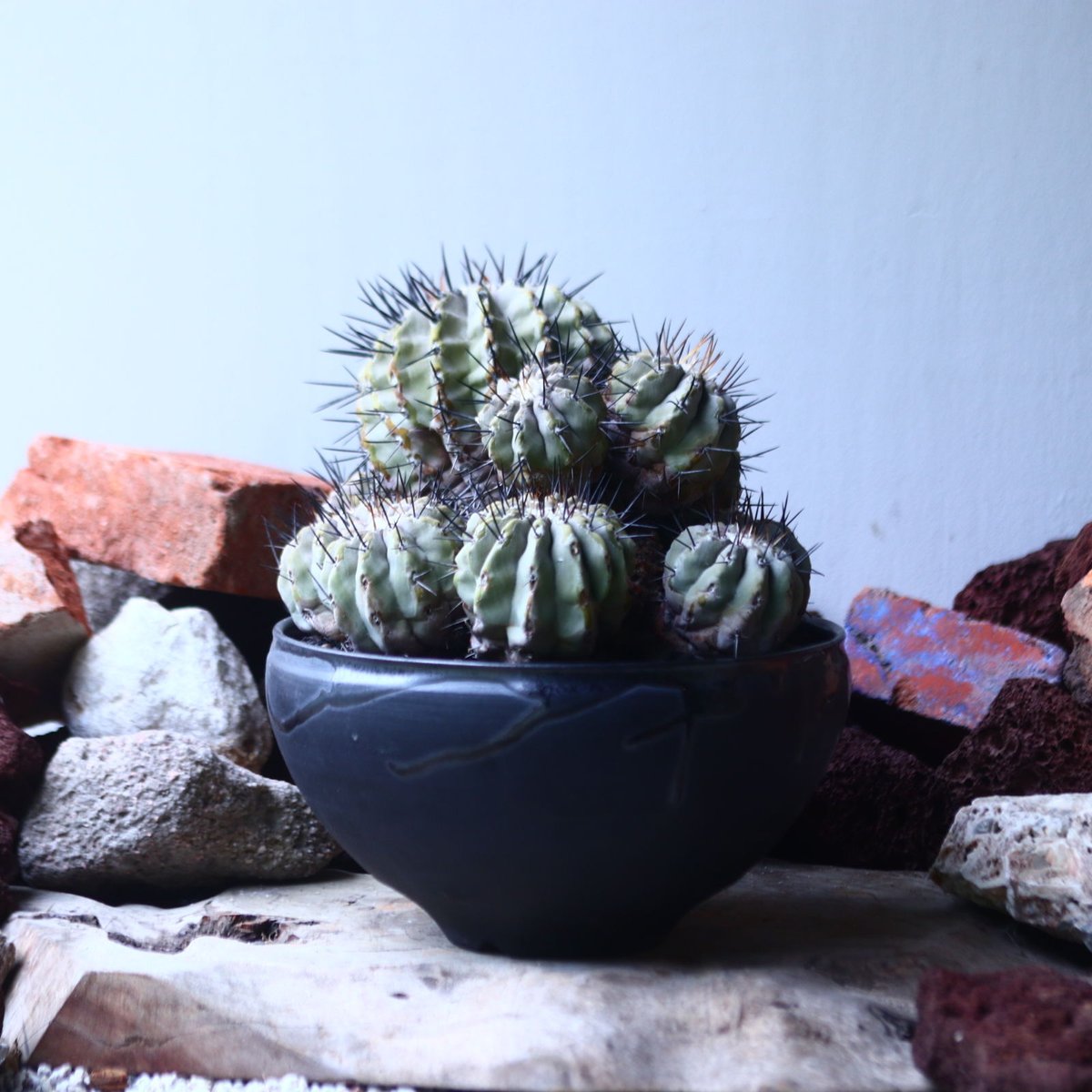 コピアポア 黒王丸 Copiapoa cinerea no.42695 | 芽の巣山