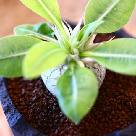 N/OH × Pachypodium eburneum   no.61830