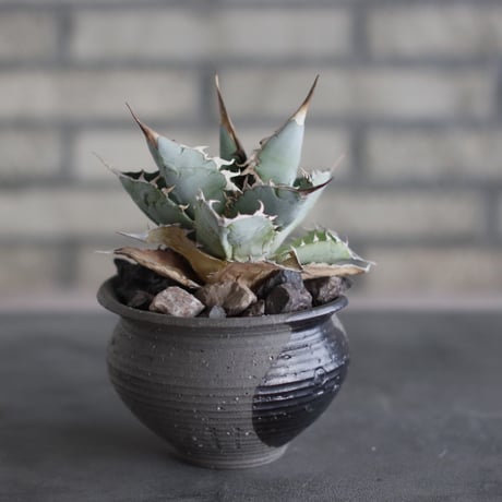 Agave titanota white ice blue selected × N/OH (4号)  no.510/56