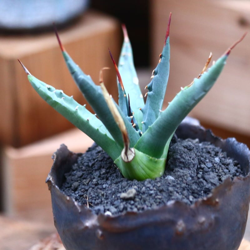 アガベ ユタエンシス ネバデンシス／Agave uthaensis var