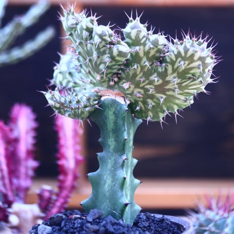 ユーフォルビア  ホルウーディ　綴化 接木／Euphorbia horwoodii  no.32106