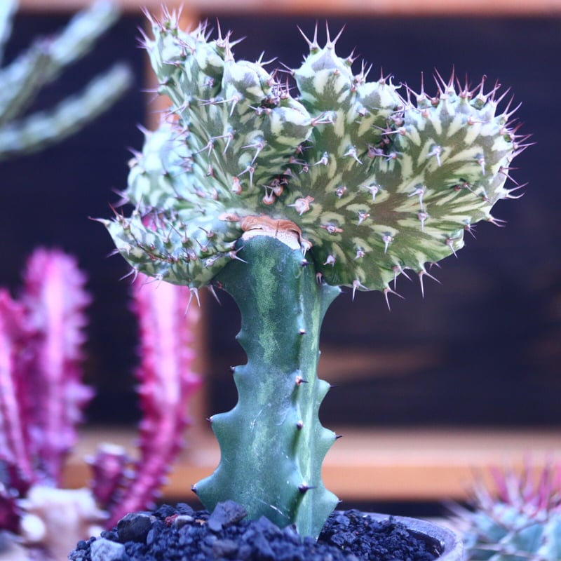 CATEGORY ユーフォルビア | toA Succulent ユーフォルビア